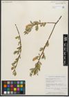 Foto von Salix serissima (L. H. Bailey) Fern.